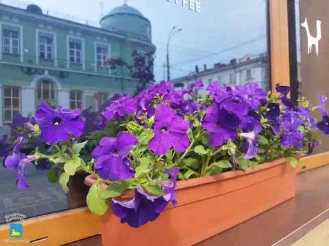 В Гомеле возвращается весна: клумбы и скверы оживают яркими красками