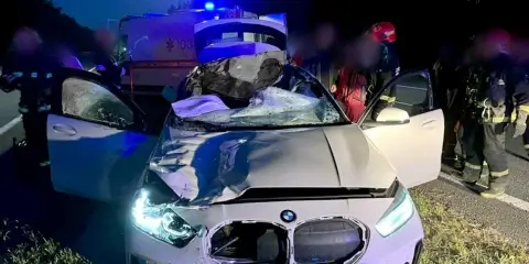 На трассе М1 водитель BMW сбил лося: пассажир госпитализирован, животное погибло