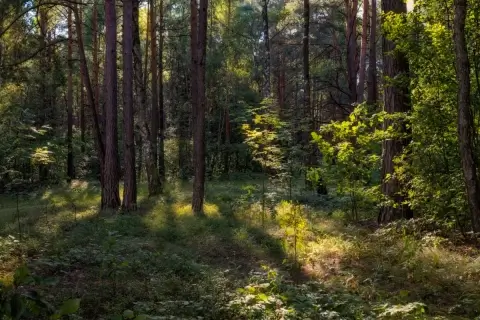 В Брестской и Гродненской областях Беларуси введены временные ограничения на посещение лесов
