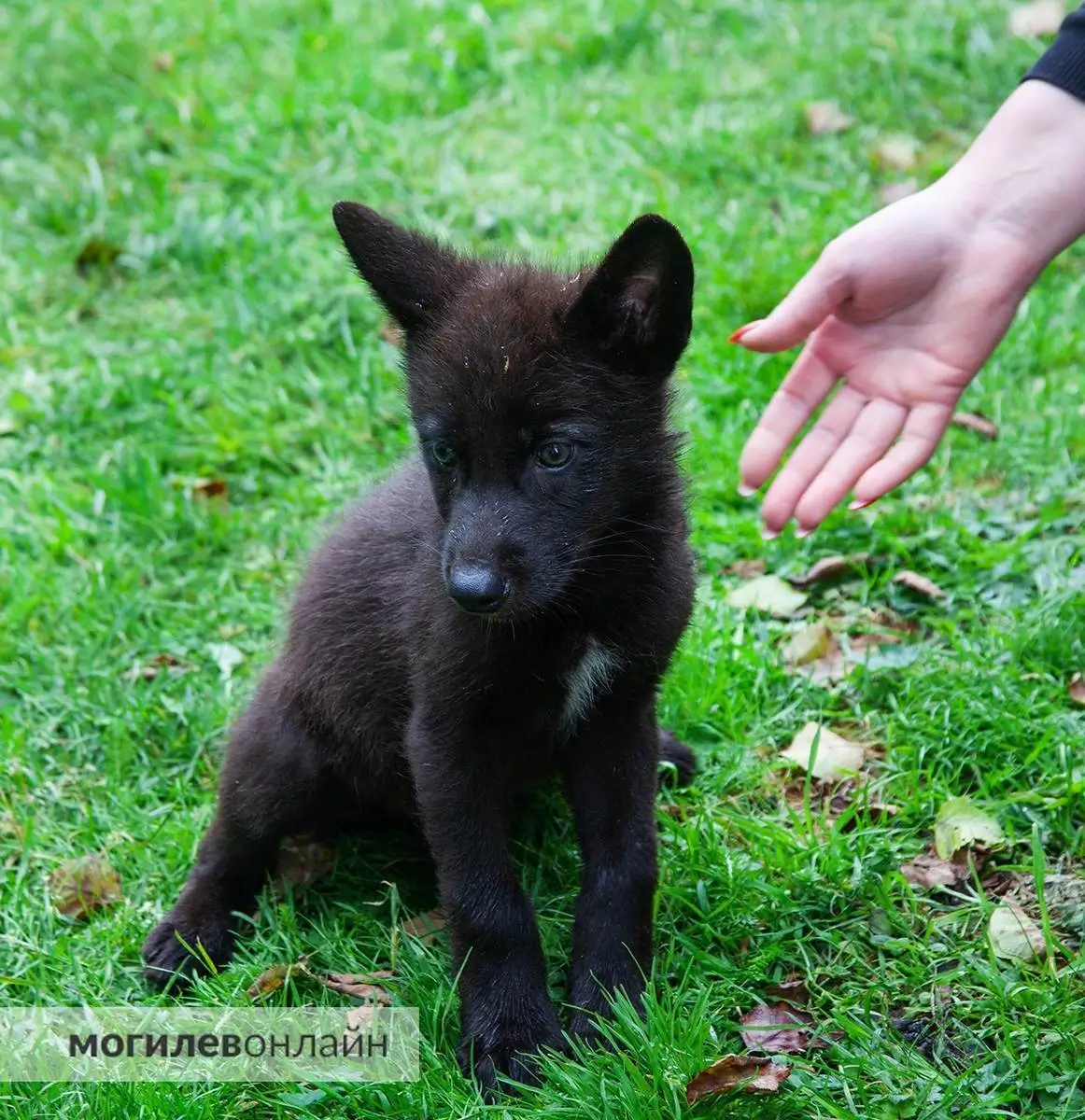 Фото: mogilev.online