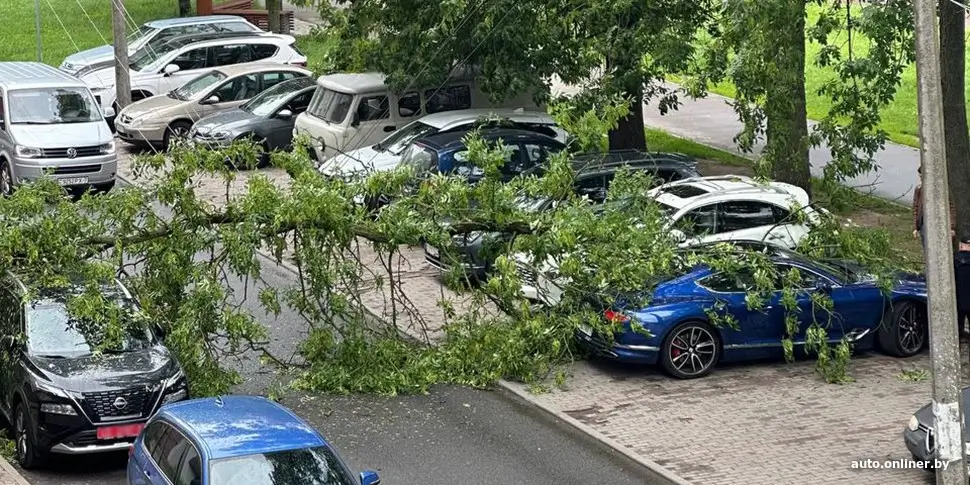 Падение дерева в Минске: повреждены Bentley и Nissan на улице Грибоедова