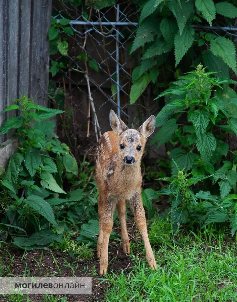 Фото: mogilev.online