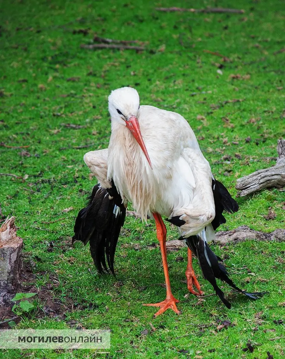 Фото: mogilev.online