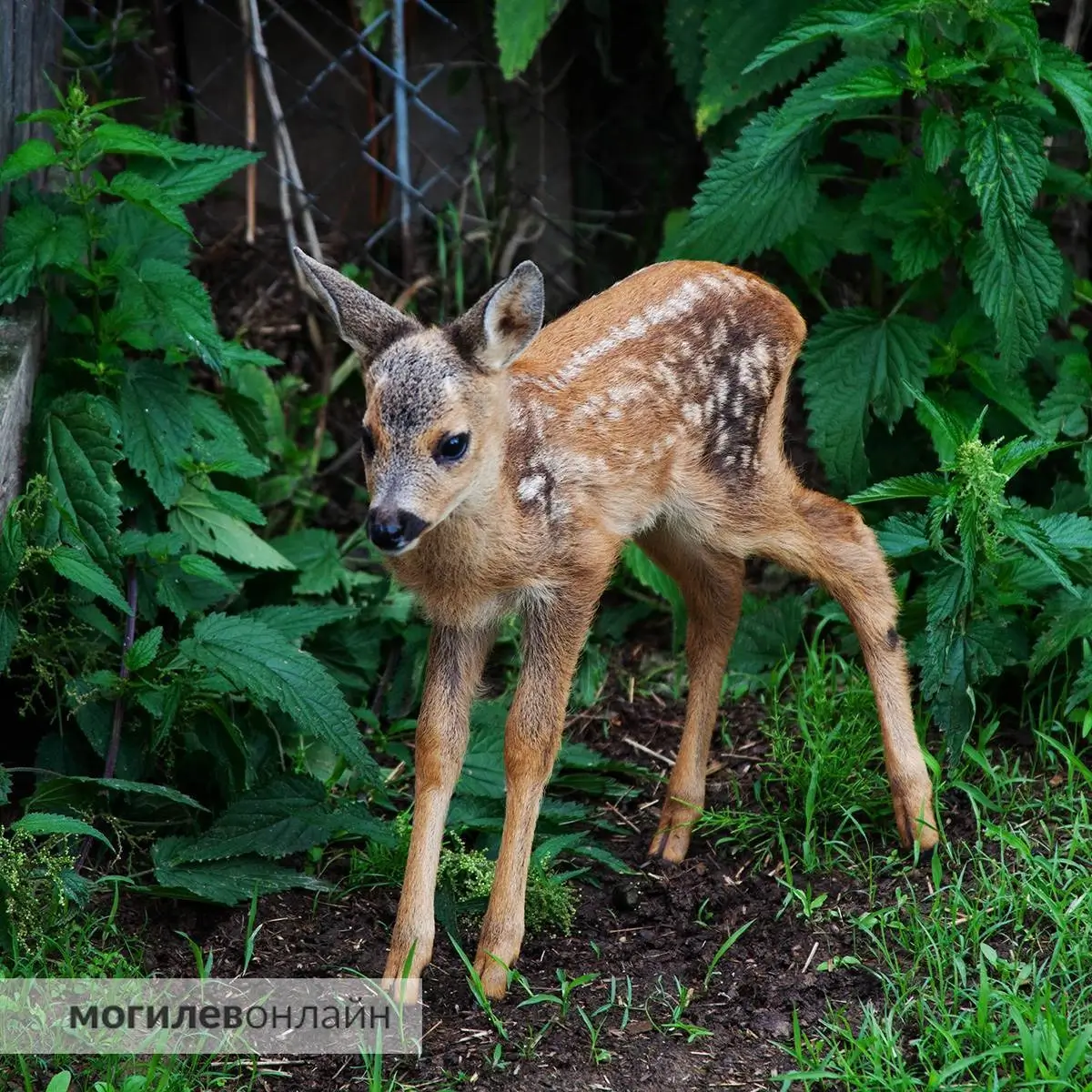 Фото: mogilev.online