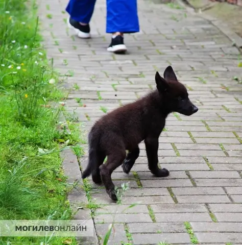 В Могилёвском зоосаде появились спасённые аистята, косулёнок и волчата
