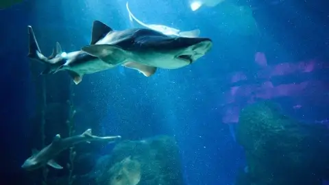 На Чёрном море начались съёмки первого российского триллера «Акулы» о противостоянии туристов и морских хищников