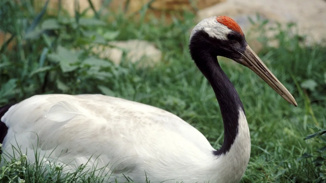 В Гродненский зоопарк прибыл редкий японский журавль Ричард в рамках программы по сохранению вида