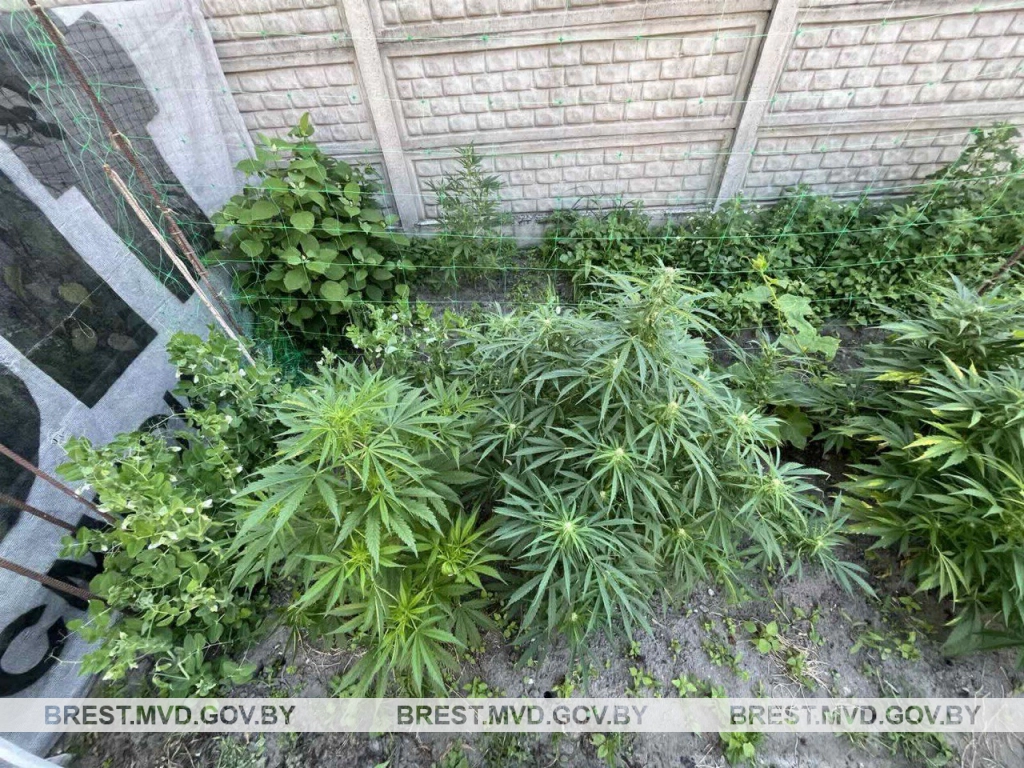 В Бресте мужчина задержан за незаконное выращивание конопли в частном доме