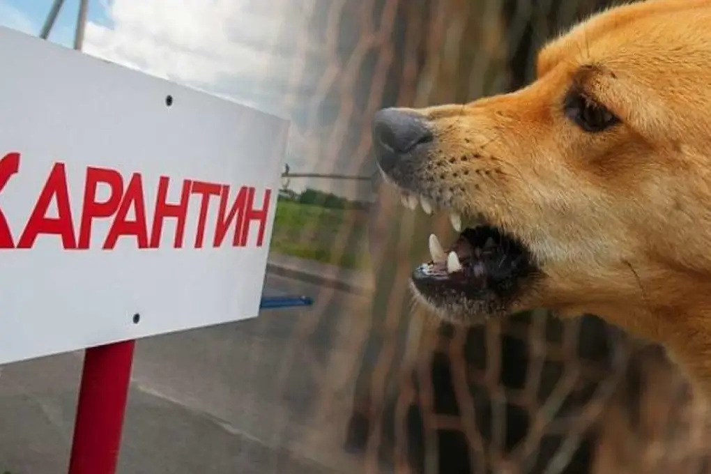 В Витебске введён карантин после обнаружения мёртвой лисы с подозрением на бешенство