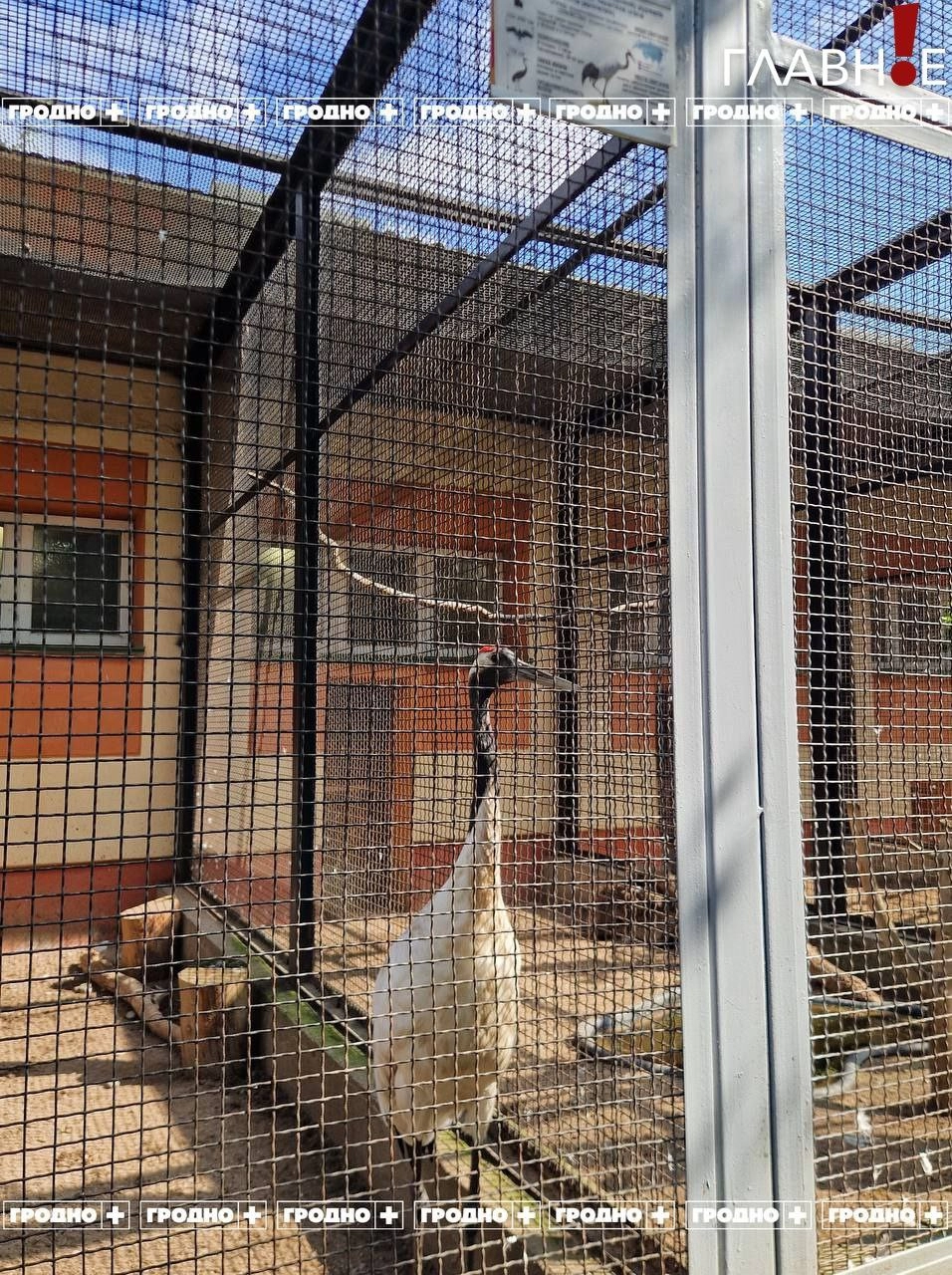 В Гродненский зоопарк прибыл редкий японский журавль Ричард в рамках программы по сохранению вида