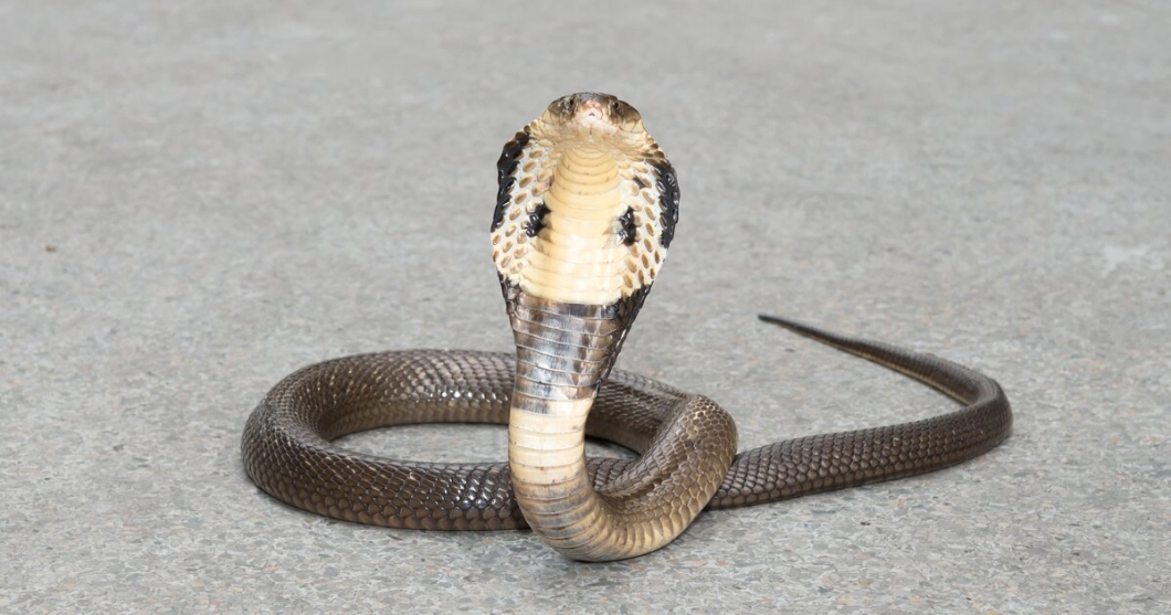 Годовалый ребёнок в Индии загрыз кобру, приняв её за игрушку