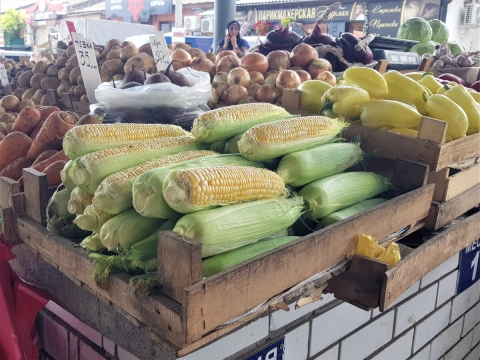 Первая сладкая кукуруза сезона поступила на рынки Гомеля