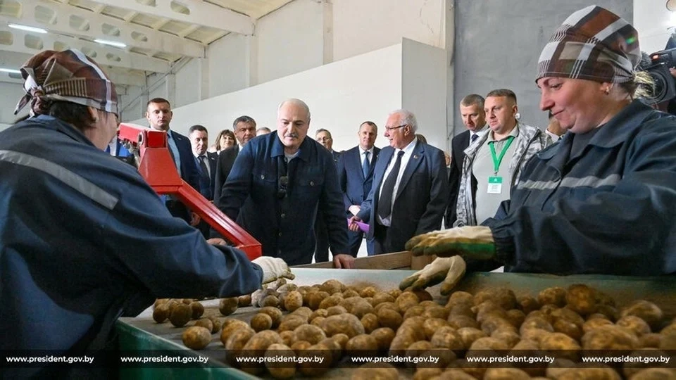 Лукашенко оценил ситуацию с урожаем картофеля в Беларуси в 2025 году