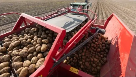 В Беларуси стартовала уборка картофеля: урожайность выше прошлогодней
