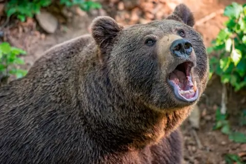 В Минской области добыт первый медведь в рамках разрешённой охоты