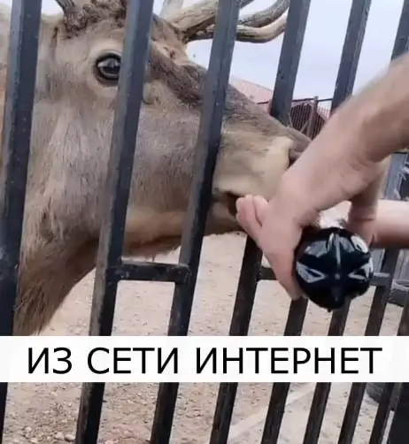 В Минске задержаны мужчины, снявшие скандальное видео в зоопарке