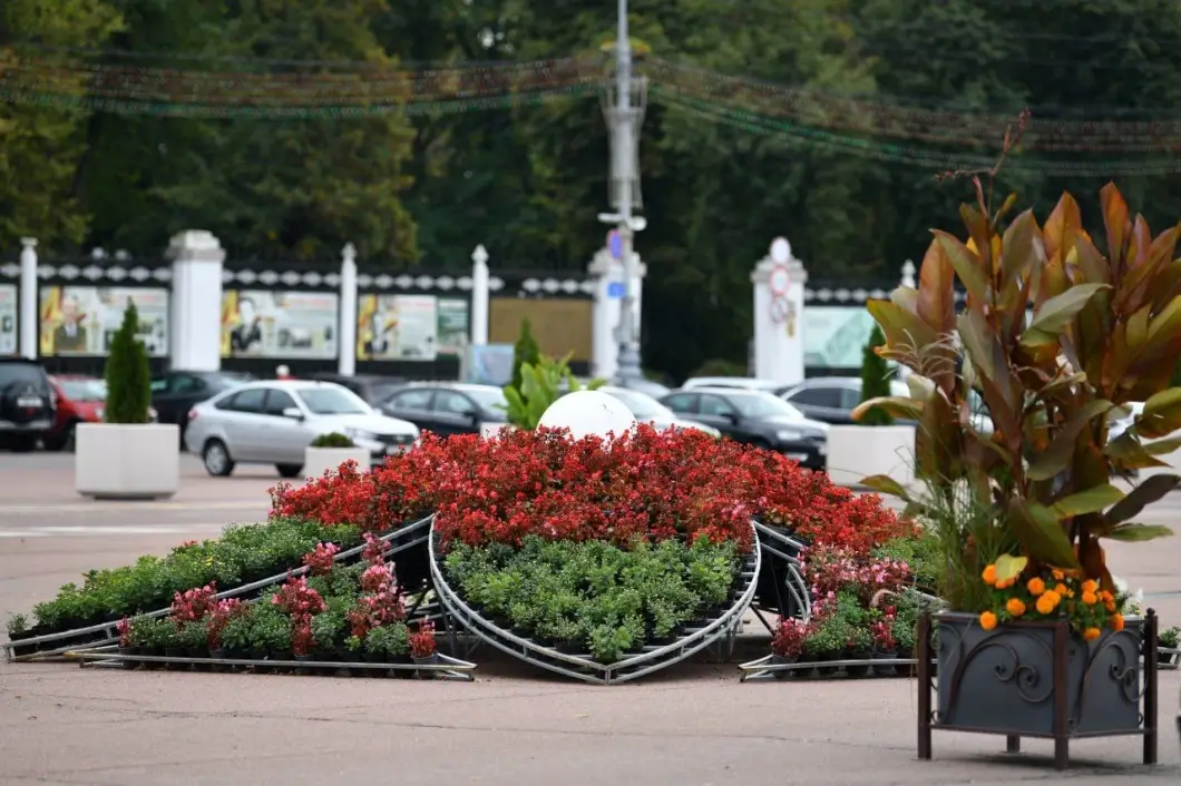 Гомель преобразился: центральная площадь и улицы города украсили осенние хризантемы