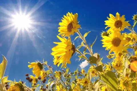 Тёплая и без осадков: синоптики прогнозируют до +26 °C в Беларуси 8 сентября