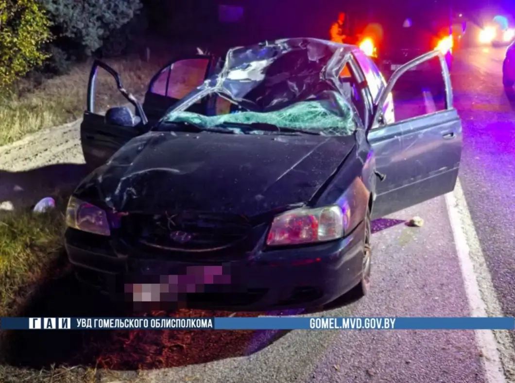 Трагедия в Калинковичском районе: на трассе автомобиль столкнулся с лосем, погиб пассажир