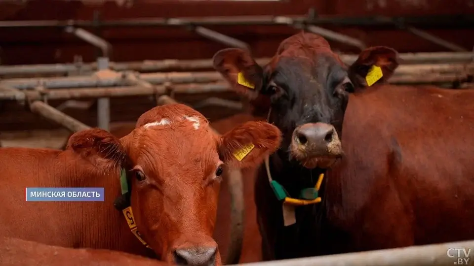 Ученые НАН Беларуси работают над созданием собственной высокопродуктивной породы коров