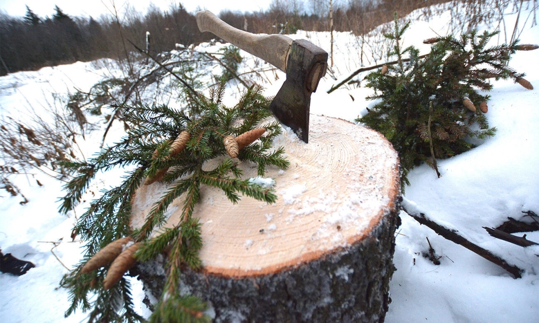Усиленный контроль перед праздниками: за незаконную вырубку елей предусмотрены крупные штрафы