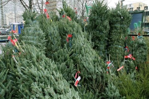В Минске назвали официальные точки продажи новогодних елей от лесхозов