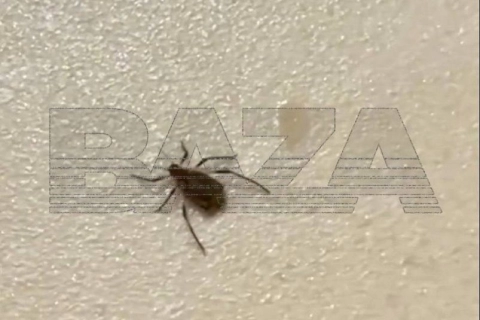 Живые новогодние ели стали источником нашествия клещей в российских квартирах