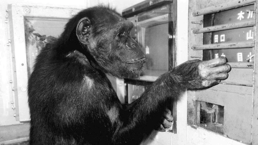 В Японии умерла шимпанзе Ай — примат, чьи интеллектуальные способности революционизировали исследования поведения