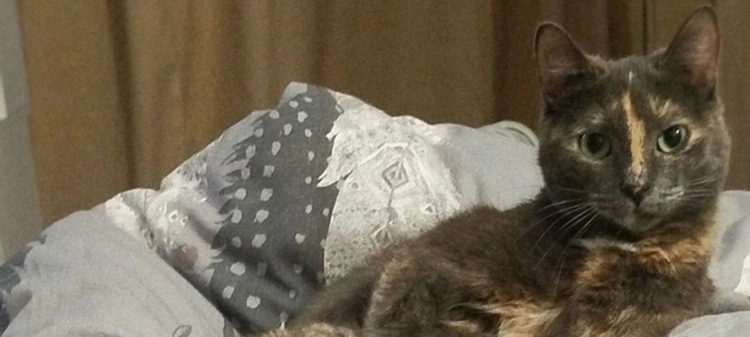 В Барановичах кошку закатали живой в стеклянную банку и бросили у мусорных контейнеров