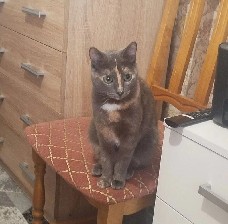 В Барановичах кошку закатали живой в стеклянную банку и бросили у мусорных контейнеров