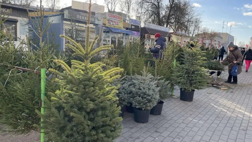 Белорусы приобрели 150 000 новогодних елей за праздничный сезон