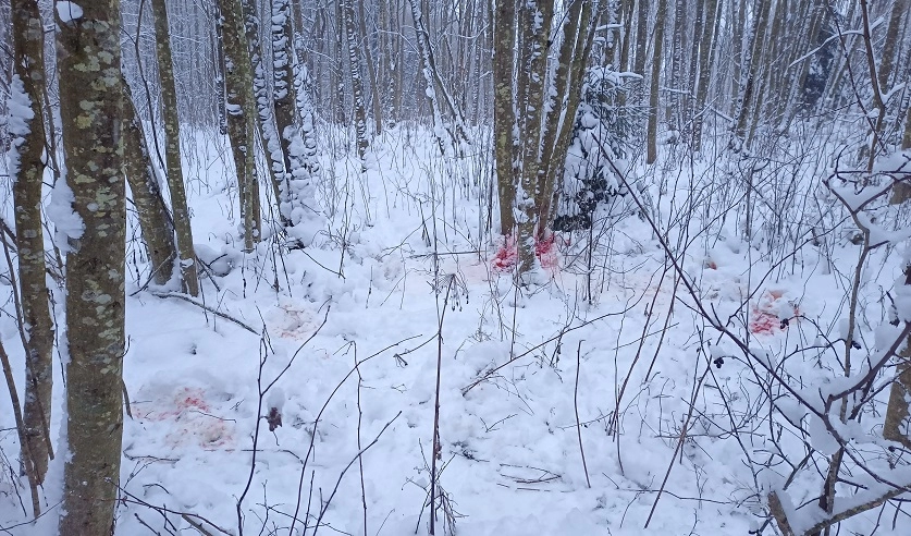 В Лепельском районе возбуждено уголовное дело по факту незаконной охоты с крупным экологическим ущербом