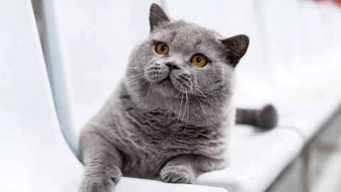 Белорусский британец Moki TarLen Luxury вошёл в тройку самых красивых котов мира