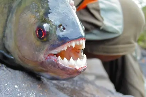 Не менее десяти человек пострадали в результате массовой атаки пираний в Бразилии