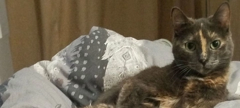 В Барановичах кошку закатали живой в стеклянную банку и бросили у мусорных контейнеров