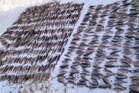 Трое мужчин из Кличевского района пойманы с мешком браконьерской рыбы — им грозит уголовное дело