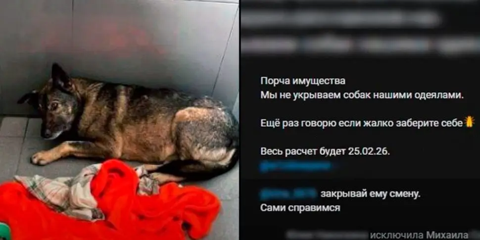 Скандал в челябинской «Додо Пицце» из-за собаки привел к отставке – управляющая уволилась по собственному желанию