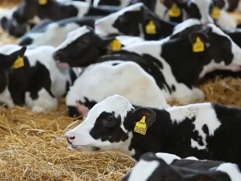 Масштабная аграрная стройка в Беларуси — почему правительство экстренно возведет 204 профилактория для телят