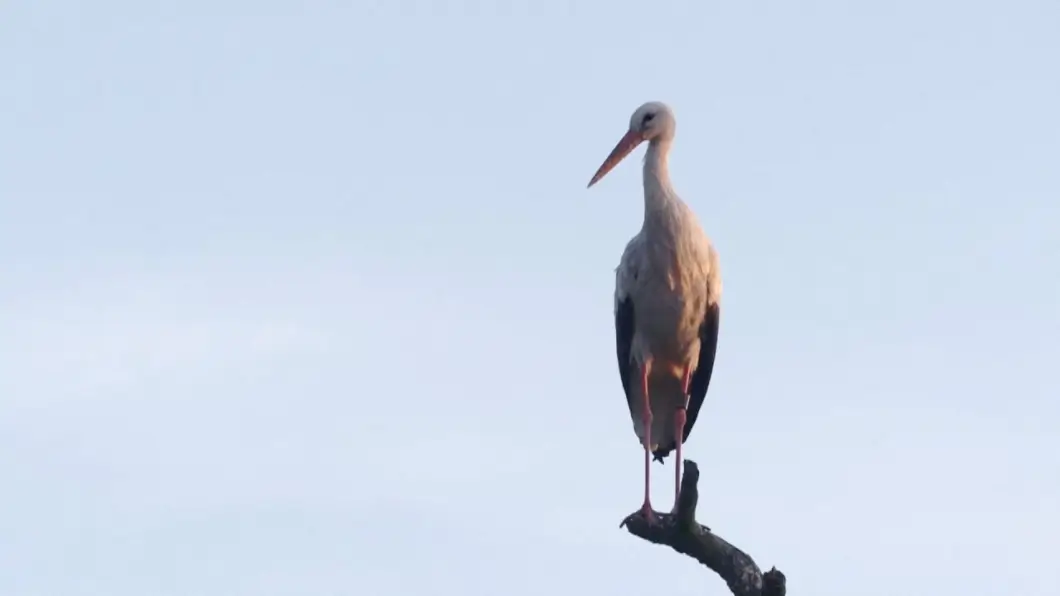 В Бресте уникальный приют для птиц оказался на грани закрытия – почему спасение аистов требует тысяч долларов