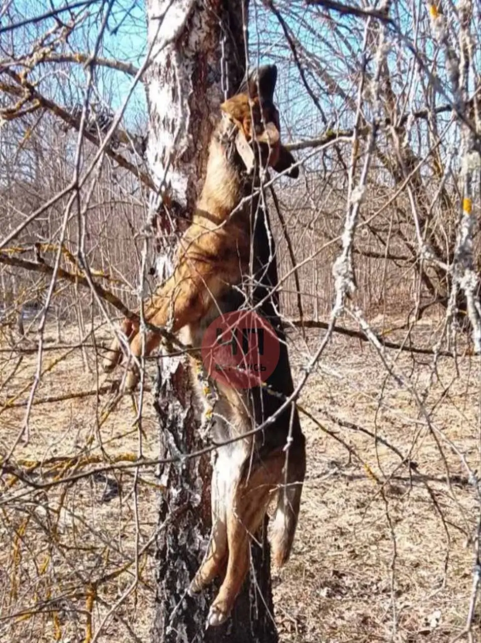 Фото: Telegram / ЧП Беларусь / Фото не рекомендуется к просмотру лицам не достигшим 18 летнего возраста.