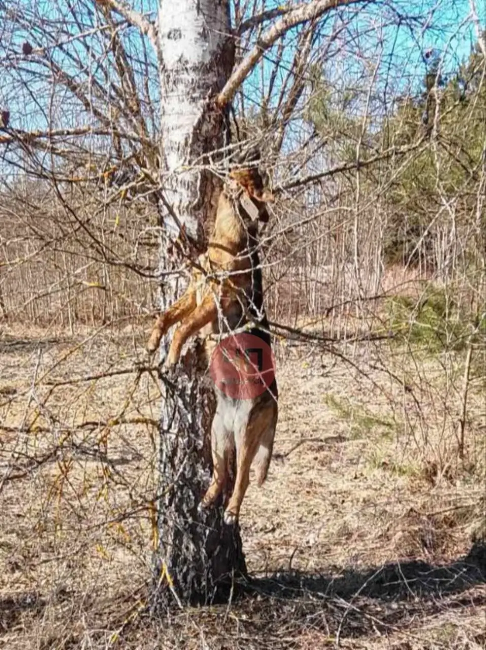 Фото: Telegram / ЧП Беларусь / Фото не рекомендуется к просмотру лицам не достигшим 18 летнего возраста.