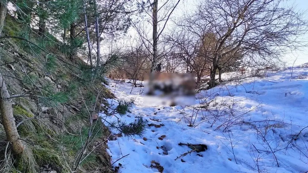 В овраге Столбцовского района нашли тело со следами насилия — возбуждено уголовное дело