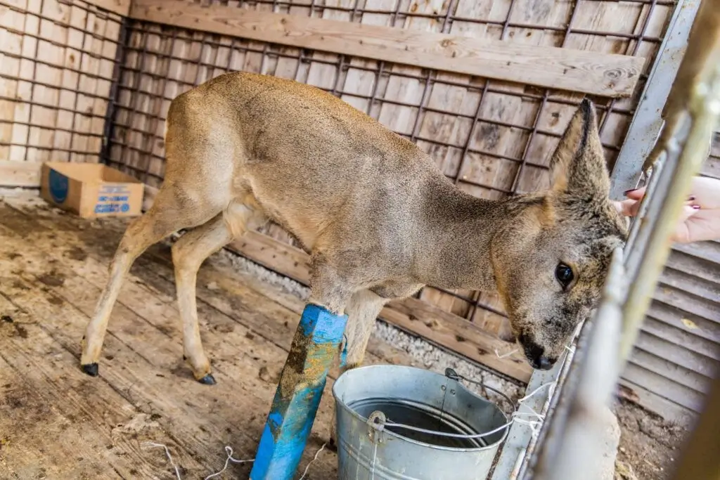 В Узденском районе раненая косуля пришла к людям — почему дикому животному наложили гипс