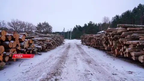 В Узденском районе выдали 300 кубометров дров с начала года — как получить топливо и что даёт ордер