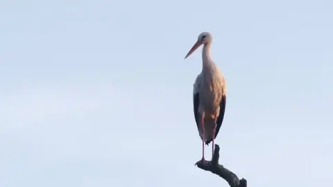 В Бресте уникальный приют для птиц оказался на грани закрытия – почему спасение аистов требует тысяч долларов