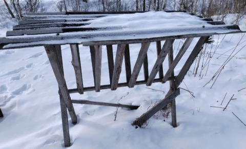 В Могилевской области истощенные звери вышли к людям — почему прокуратура нашла в лесу бананы и пустые кормушки