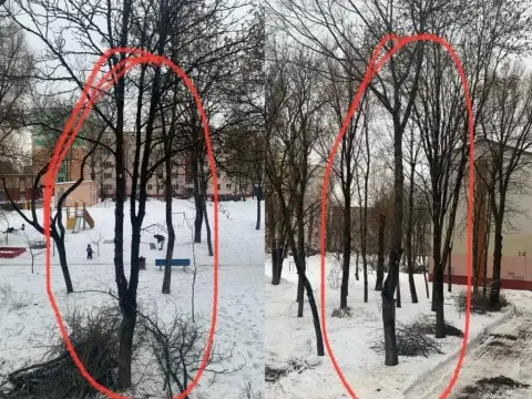 Коммунальщики обрезали деревья в белорусском агрогородке — жительница сравнила результат с пальмами