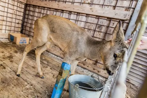 В Узденском районе раненая косуля пришла к людям — почему дикому животному наложили гипс