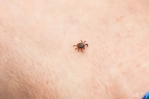 Клещи в Беларуси проснулись с первым теплом — 30 000 укусов в год и где самый высокий риск